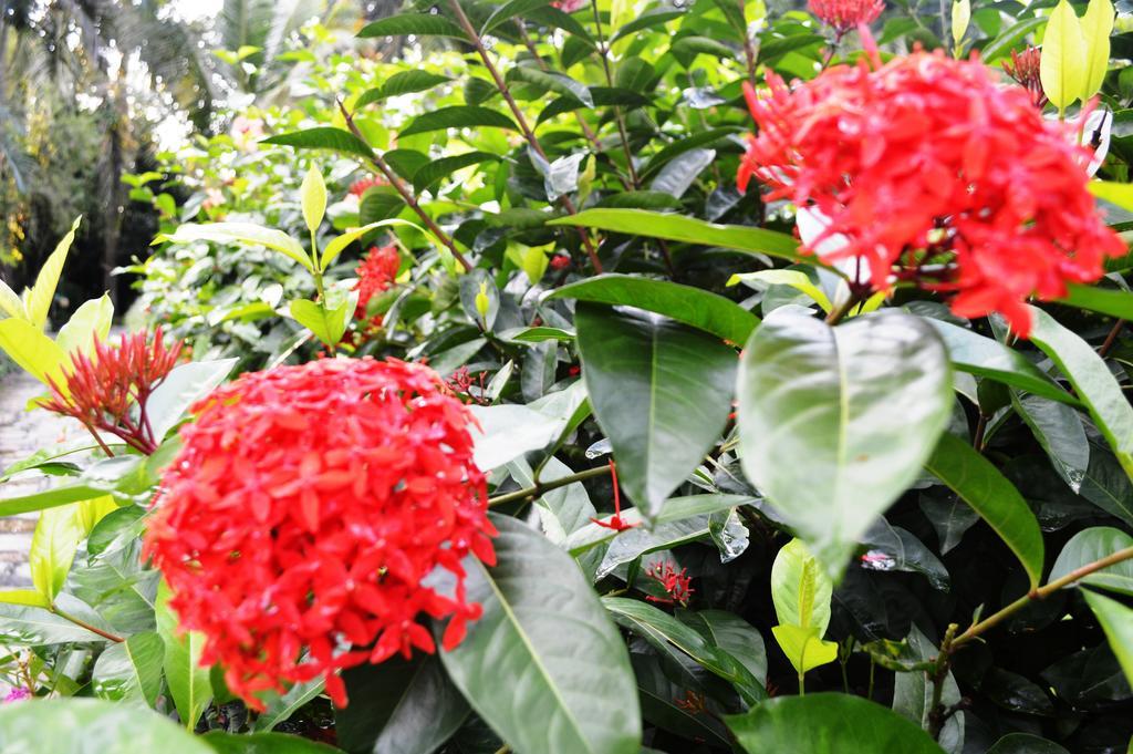 סאורהה Chitwan Paradise Hotel מראה חיצוני תמונה